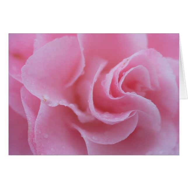 Pink Common Camellia (Front Horizontal)