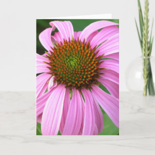 Pink Coneflower Birthday Card