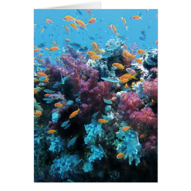 Pink Coral (Front)