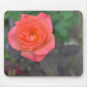 Pink Coral Rose Nature Photography Flower Plant Mouse Pad