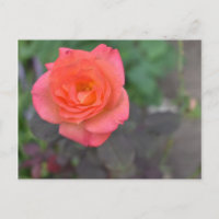 Pink Coral Rose Nature Photography Flower Plant