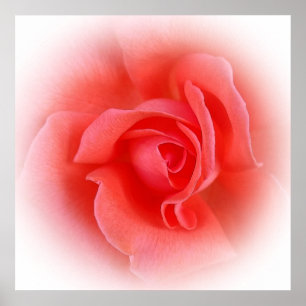 pink coral rose poster