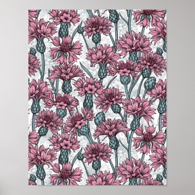 Pink cornflowers, wild flowers on white poster (Front)