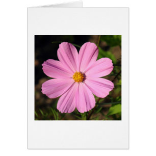 Pink Cosmos