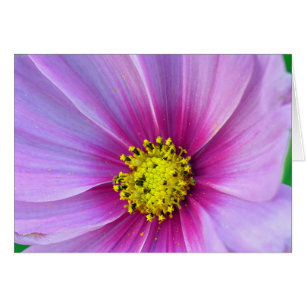 Pink Cosmos