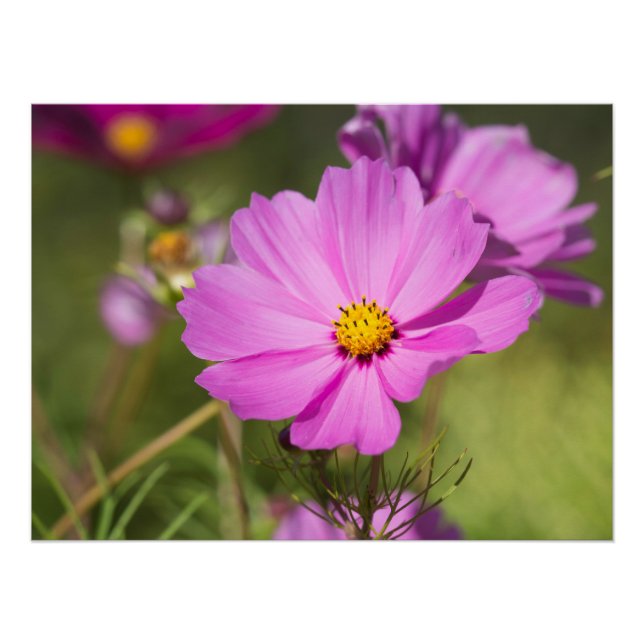 Pink Cosmos Flower 2  Poster (Front)