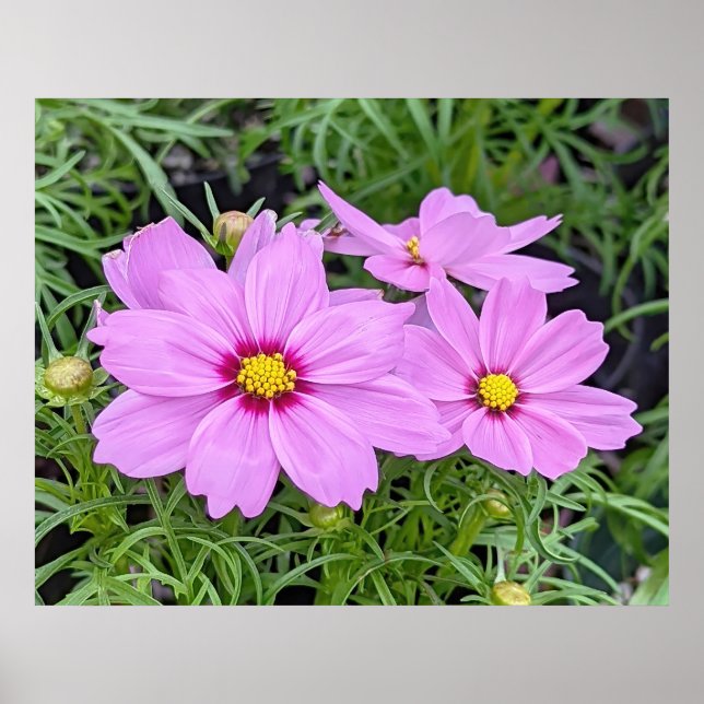 Pink Cosmos Flower Poster (Front)