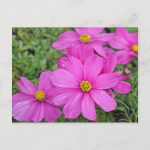 Pink cosmos flower print postcard