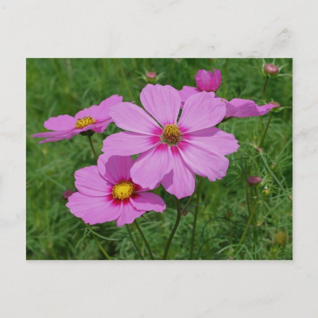 Pink Cosmos Flowers In Sunshine Postcard (Front)