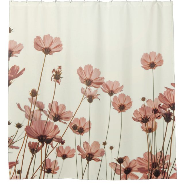 Pink cosmos: flowers white background. (Front)