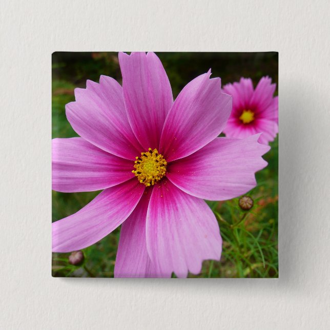 Pink Cosmos Flowers Wildflower 2 Inch Square Button (Front)