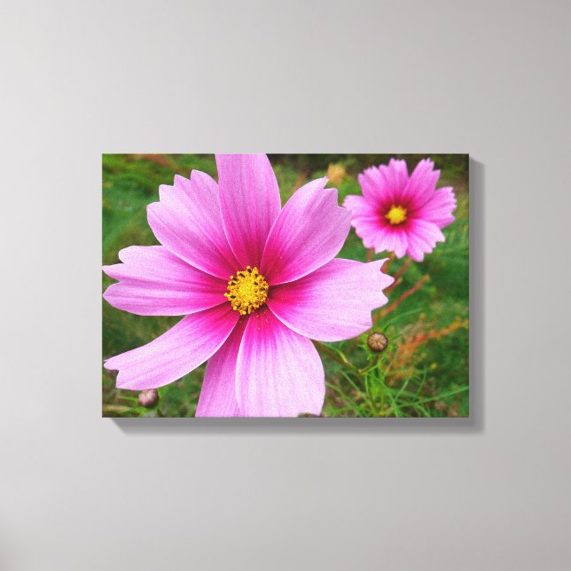 Pink Cosmos Flowers Wildflower Canvas Print (Front)