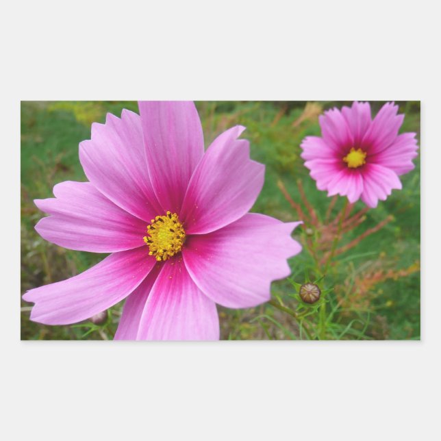Pink Cosmos Flowers Wildflower Sticker (Front)