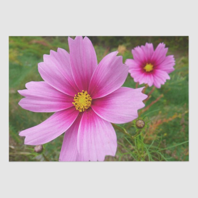 Pink Cosmos Flowers Wildflower Tissue Paper (Front)
