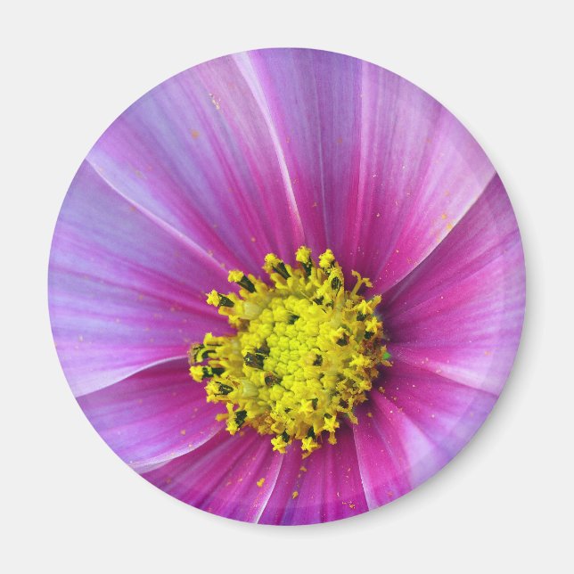 Pink Cosmos Magnet (Front)