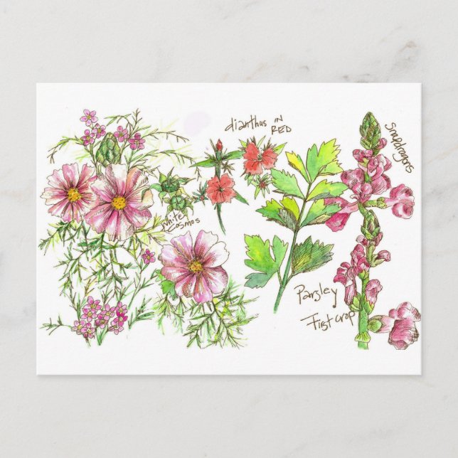 Pink Cosmos Snapdragon Flowers Sketch Postcard (Front)