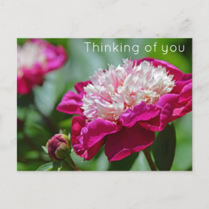 Pink Cottage Peonie Flower Thinking of you Postcard