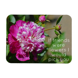 Pink Cottage Peony Flower Friend Magnet