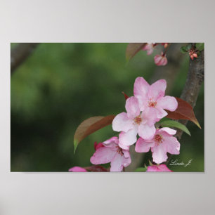 Pink Crab Apple Blossoms Canvas or Poster