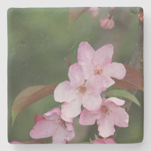Pink Crab apple blossoms, Square coaster