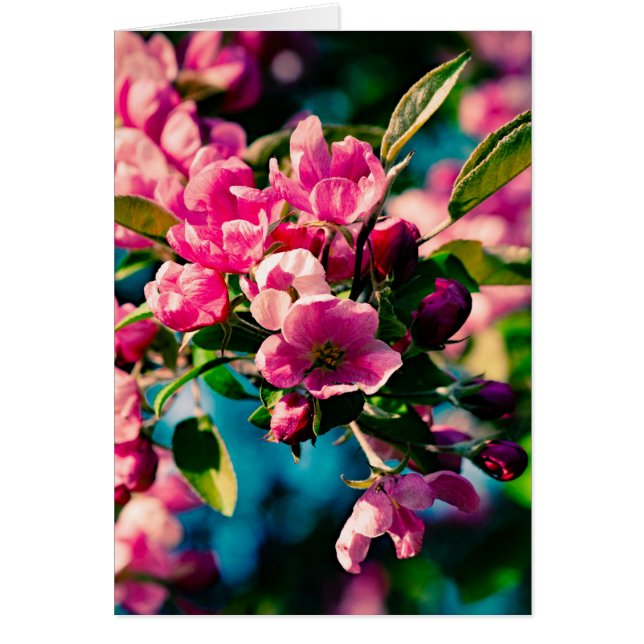 Pink Crab Apple Flowers (Front)