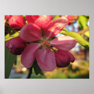 Pink Crab Apple Tree Flower Poster
