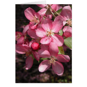 Pink Crabapple