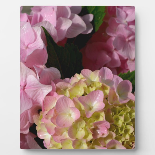 Pink Cream Hydrangeas yellow pink green floral  Plaque (Front)