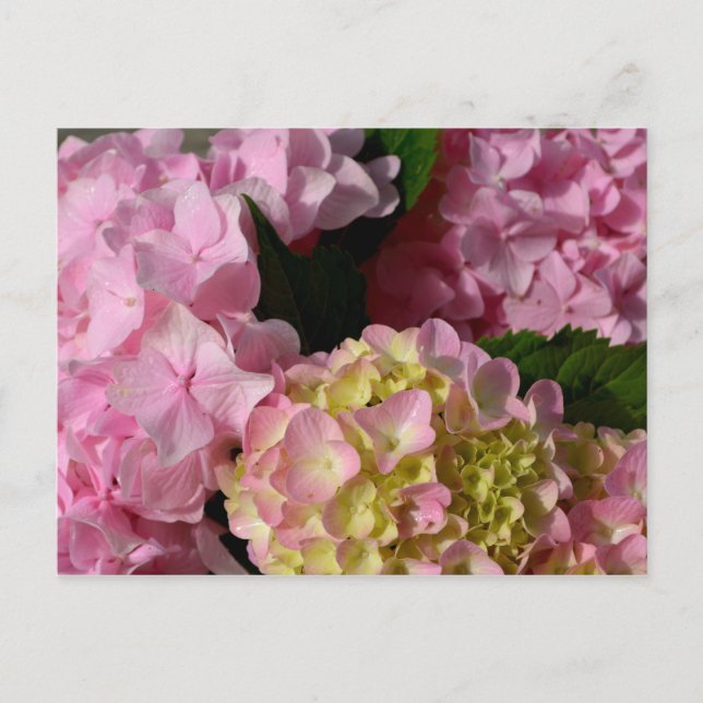 Pink Cream Hydrangeas yellow pink green floral  Postcard (Front)