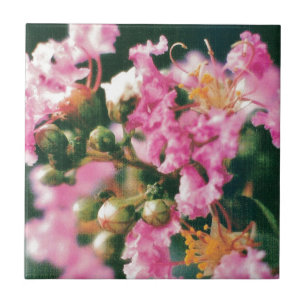 Pink Crepe Myrtle Tile