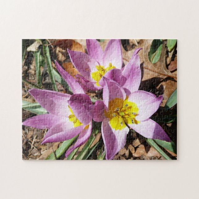 Pink Crocuses Early Spring Floral Jigsaw Puzzle (Horizontal)