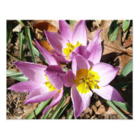 Pink Crocuses Spring Floral