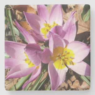 Pink Crocuses Spring Floral Stone Coaster