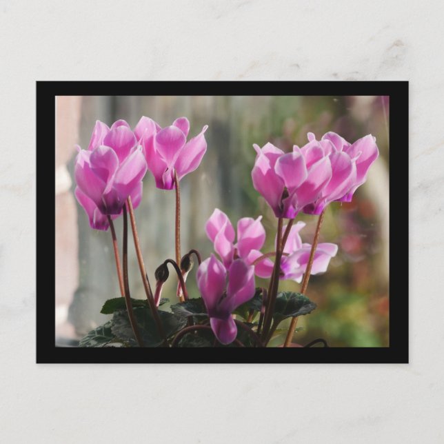 Pink Cyclamen Flowers Postcard (Front)