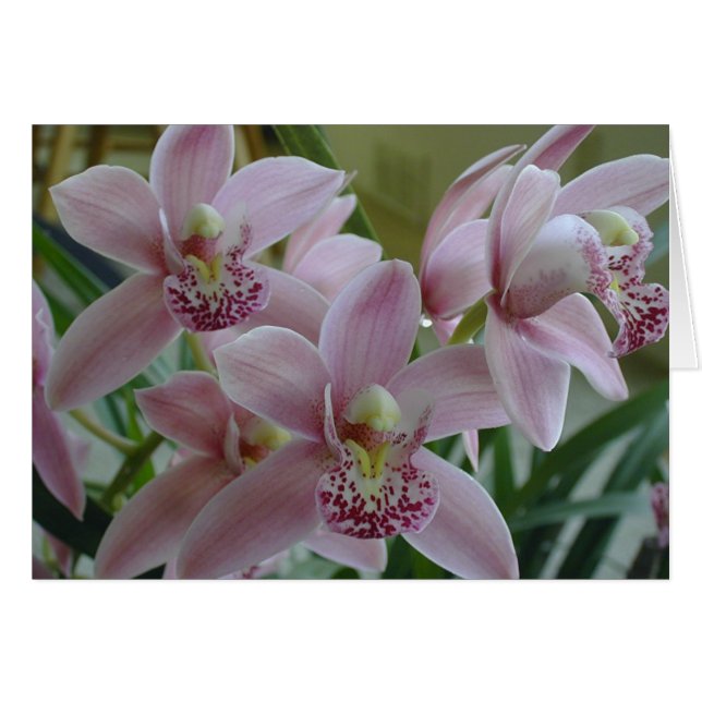 Pink Cymbidium Orchids (Front Horizontal)