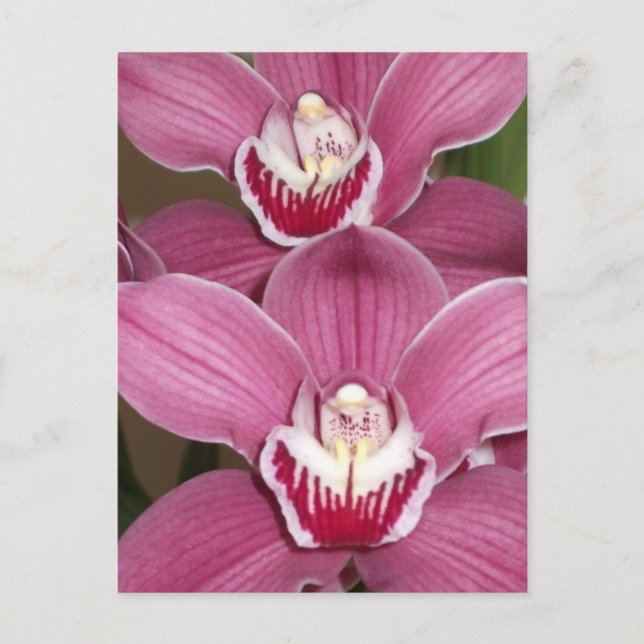 Pink Cymbidium Orchids Postcard (Front)