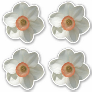 Pink Daffodil Spring Flower