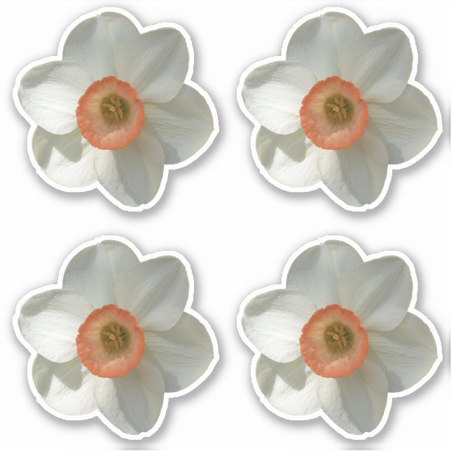 Pink Daffodil Spring Flower (Front)