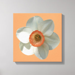 Pink Daffodil Spring Flower Canvas Print