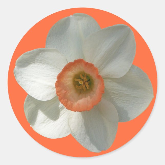 Pink Daffodil Spring Flower Classic Round Sticker (Front)