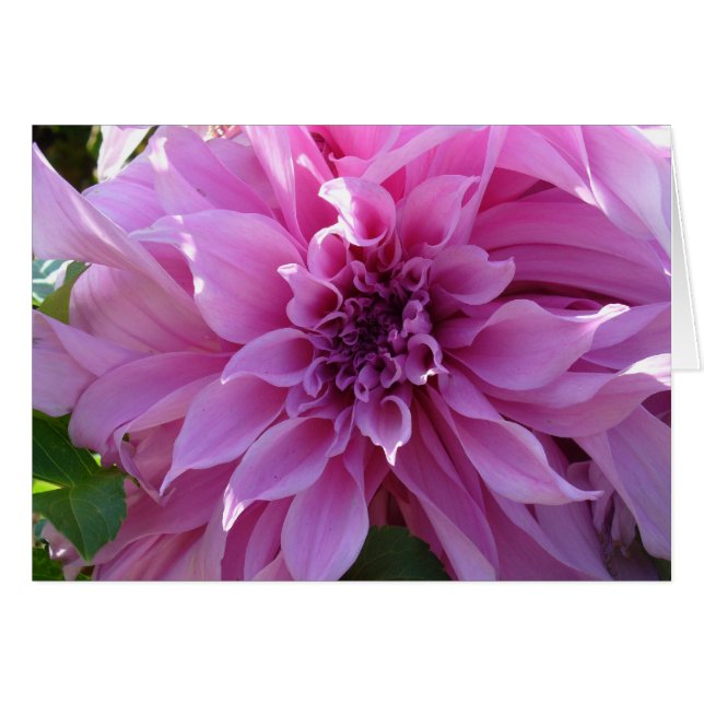 Pink Dahlia (Front Horizontal)