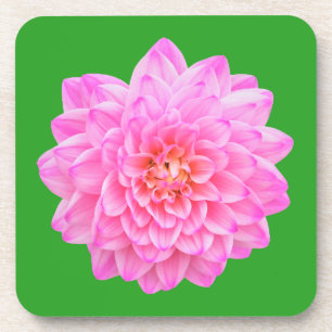 Pink Dahlia beverage coaster by Jo Images 