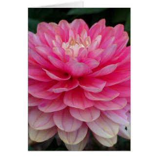 Pink Dahlia Blank Card