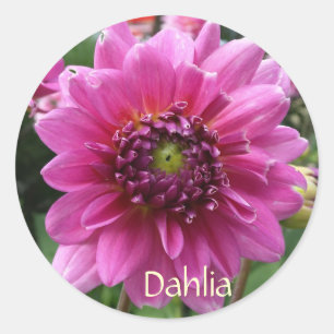 Pink Dahlia Bloom Classic Round Sticker