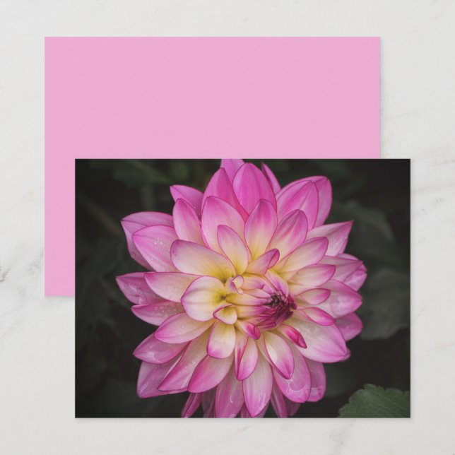 Pink Dahlia Flower Art Note Card Set (Front/Back)