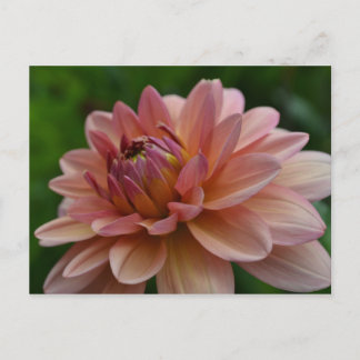 Pink Dahlia Flower Postcard