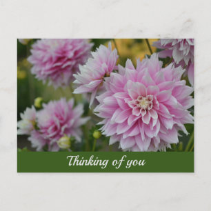 Pink Dahlia Flowers at RHS Garden Thinking of You Holiday Postcard