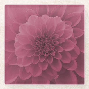 Pink Dahlia Glass Coaster