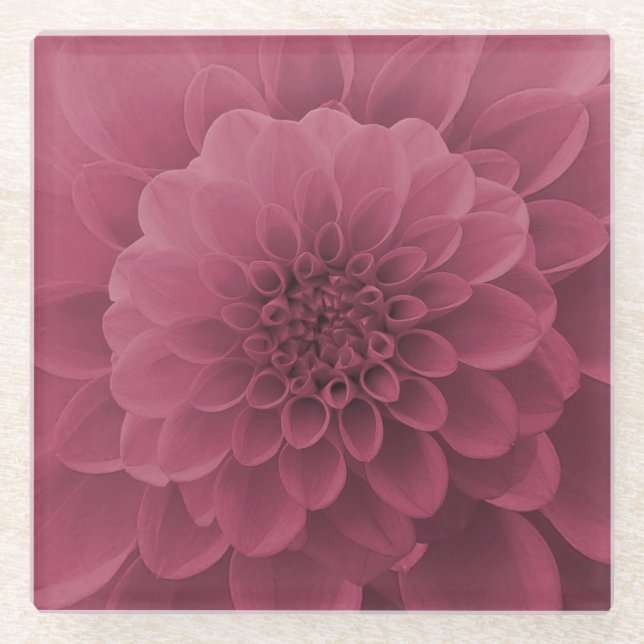 Pink Dahlia Glass Coaster (Front)