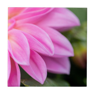 Pink Dahlia Petals Tile